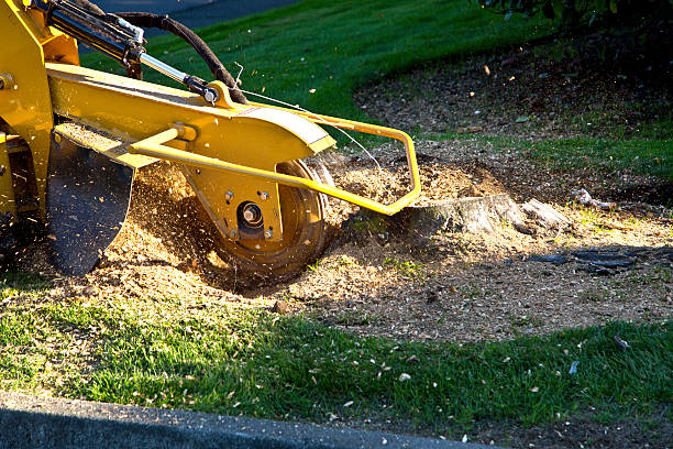 Emergency Storm Tree Removal in Haverford College, PA